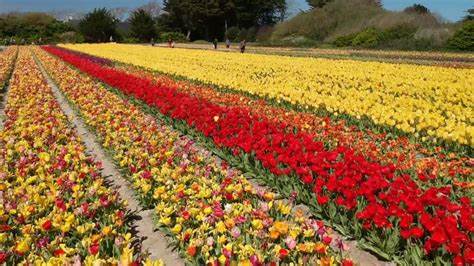 La Fête des Fleurs Pointe de la Torche